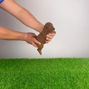 Poodle Miniature - Nikita