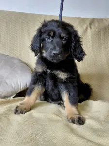 Hovawart - Buda Side Carmen Christmas 