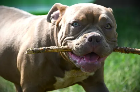 American Bully - Pocket - Ghostface Fighters Luna