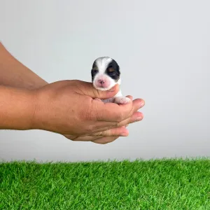 Biewer Terrier - Fambey