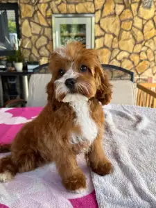 Cavapoo - Charlie