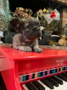 Bulldog francese - Fluffy