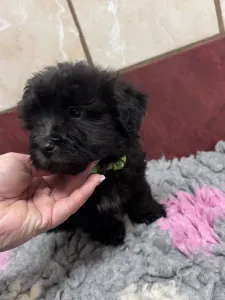 Bolończyk kolorowy - Andrej