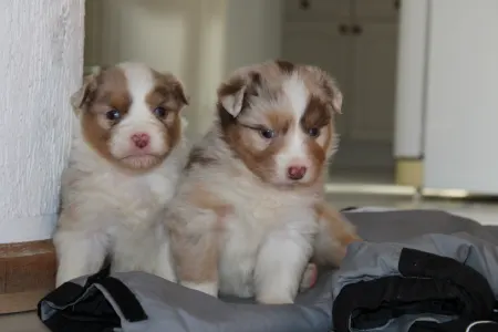 Australian Shepherd - Jamboree 