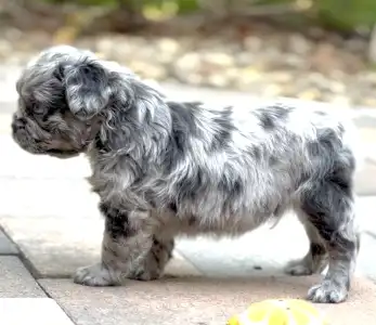 Französische Bulldogge - Steel Wing Bullz Ghost