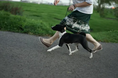 Basenji - Lucky Alien Lightnes Butterfly