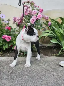 Terrier de Boston - Victorias Grande Enzo