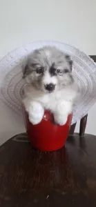 Border Collie - Erin
