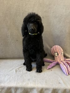 Poodle Standard - Black Standard Puppy 