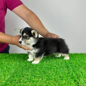 Pembroke Welsh Corgi - Rommy