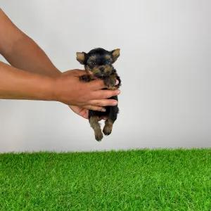 Yorkshire Terrier - Yamba