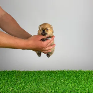 Pomeranski špic - Anno