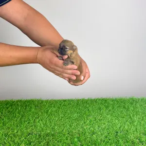 Pomeranian - Roni