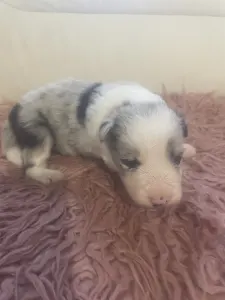 Border Collie - Blue Merle Kan 2