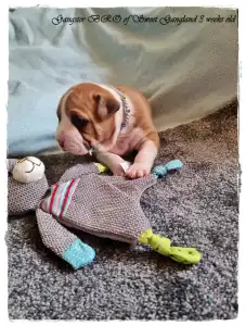 Amerykański staffordshire terier - Gangster Bro