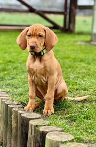 Hungarian Short-haired Vizsla - Bernie