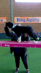 Border Collie - Talisman