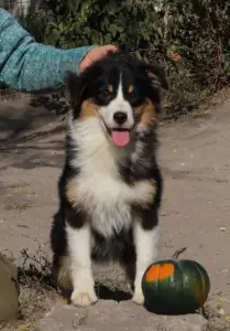 Miniatur amerikanischer Schäferhund - Dailos You Got Me Intoxicated