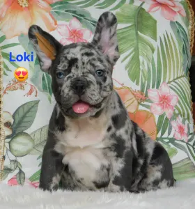 French Bulldog - Loki