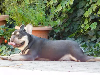 French Bulldog - Spot