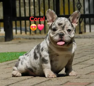 Francia bulldog - Coral