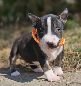 Miniatűr bullterrier - Petra