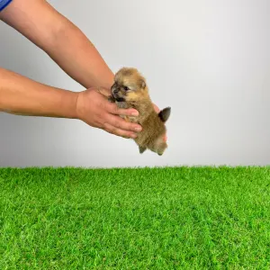 German Pomeranian Spitz - Quisina