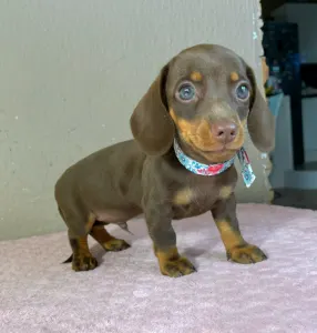 Dachshund - Carlos