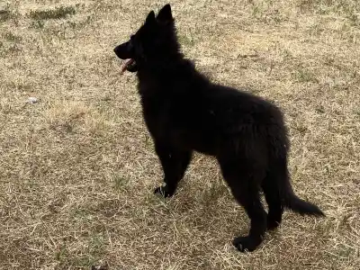 Belgian Shepherd Dog - Gerőcsvári Freya