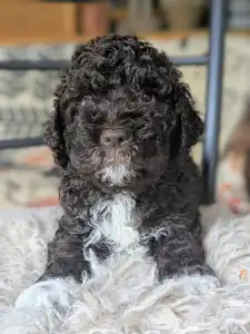 Lagotto Romagnolo - Ürömi Szarvasgombász Jozefin