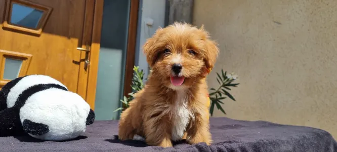 Maltipoo - Mangó