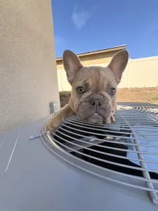 Französische Bulldogge - Cookie