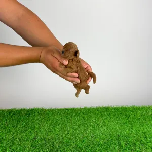 Poodle Toy - Xell