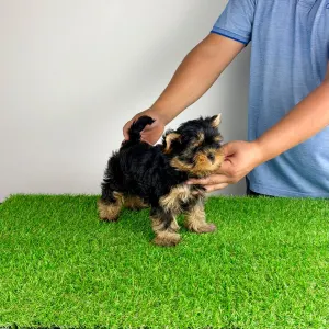 Yorkshire Terrier - Adia