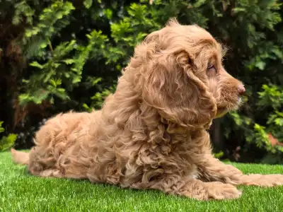Cavapoo - Milky