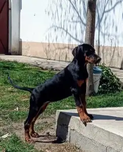 Dobermann - Izodora 
