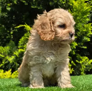 Cavapoo - Benjamin