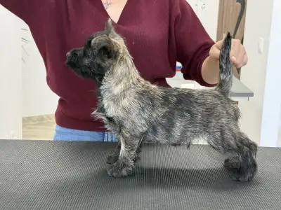 Cairn Terrier - Smashing Hearts