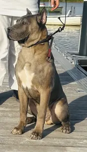 Cane Corso Italiano - Guardiano Della Notte Carlos