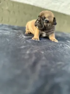 Francuski buldog - Hektor