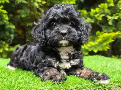 Cavapoo - Fonsi