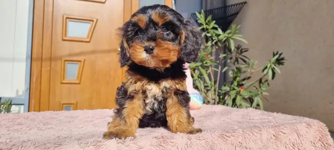 Cavapoo - Narancs