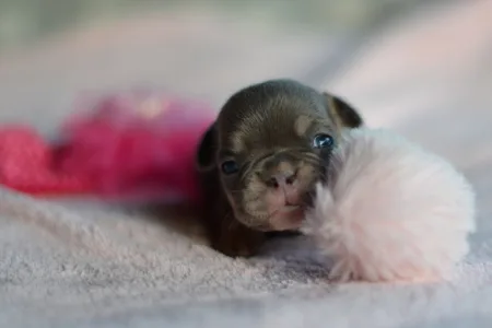 Französische Bulldogge - Mimi