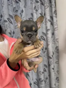 French Bulldog - Napsugár