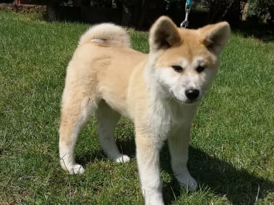 Akita Inu - Yuki Yanagi No Tani