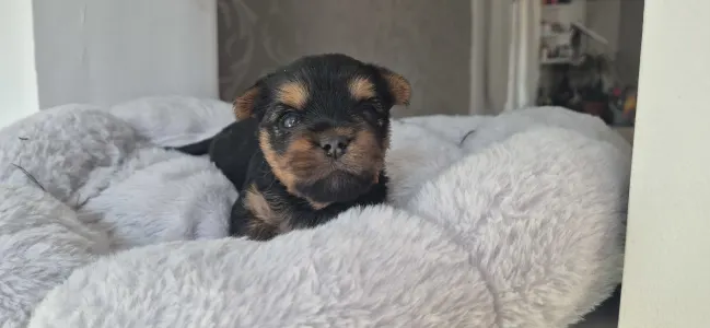 Yorkshire terrier - Lamborghini Diablo