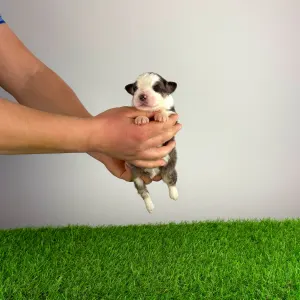 Australian Shepherd - Benivaro