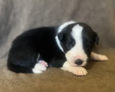 Border Collie - Goofy