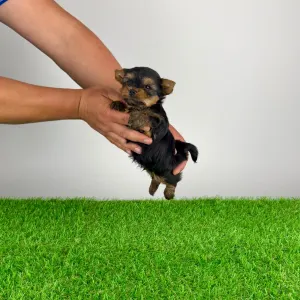 Yorkshire Terrier - Yogo