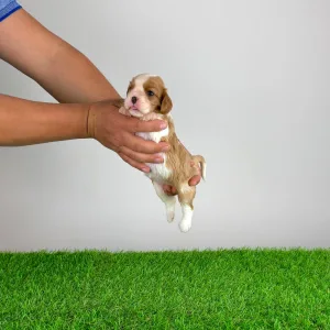Cavalier King Charles Spaniel - Mimi